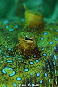Peacock flounder, RTR-Cuttlefish ringflash by Arun Madisetti 